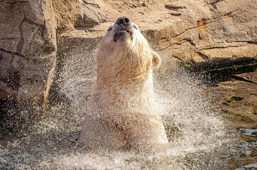 Czy niedźwiedź polarny i mój własny kot radzą sobie ze stresem lepiej ode mnie?